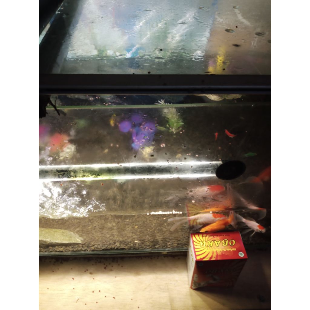 ikan hias jenis OBAKU
