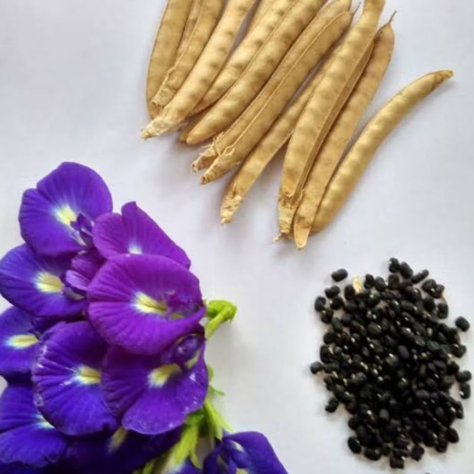 Biji Benih Bunga Telang ungu 100 Gram Bibit benih bunga Telang 100gram