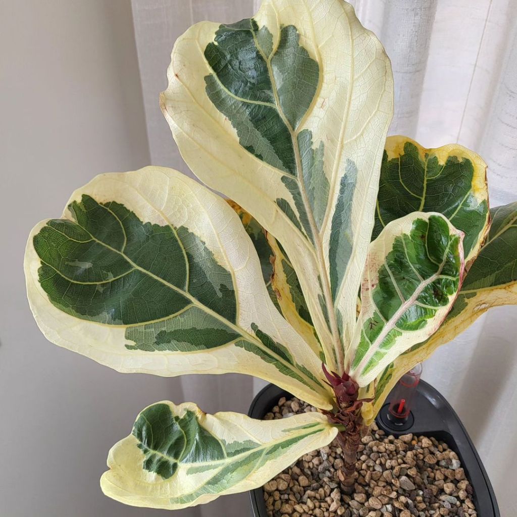 Ficus Lyrata Variegata – Ketapang Biola Variegata Asal Afrika, Hits Buat Pecinta Tanaman Hias