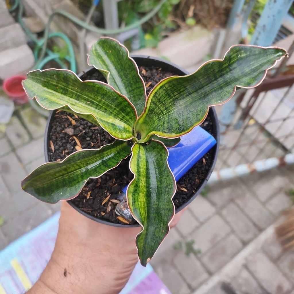 induk sansevieria hybrid (macrophilla x cordova) var