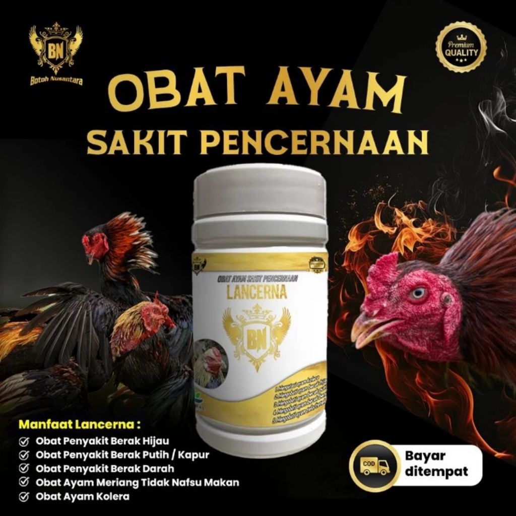 OBAT AYAM SAKIT PENCERNAAN LANCERNA MANFAAT UNTUK AYAM UNTUK AYAM KOLERA OBATI AYAM BERAK KAPUR & HI