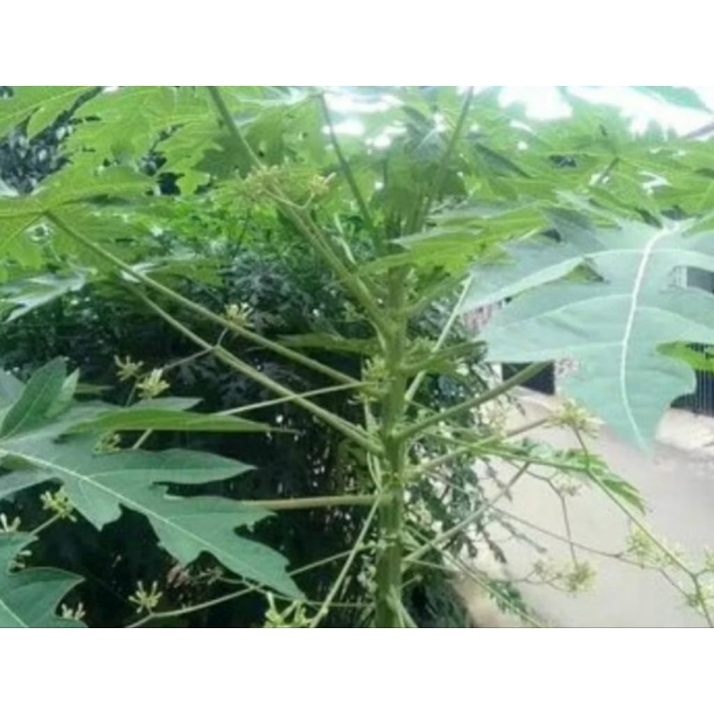 

daun. pepaya segar per ikat 500 gram