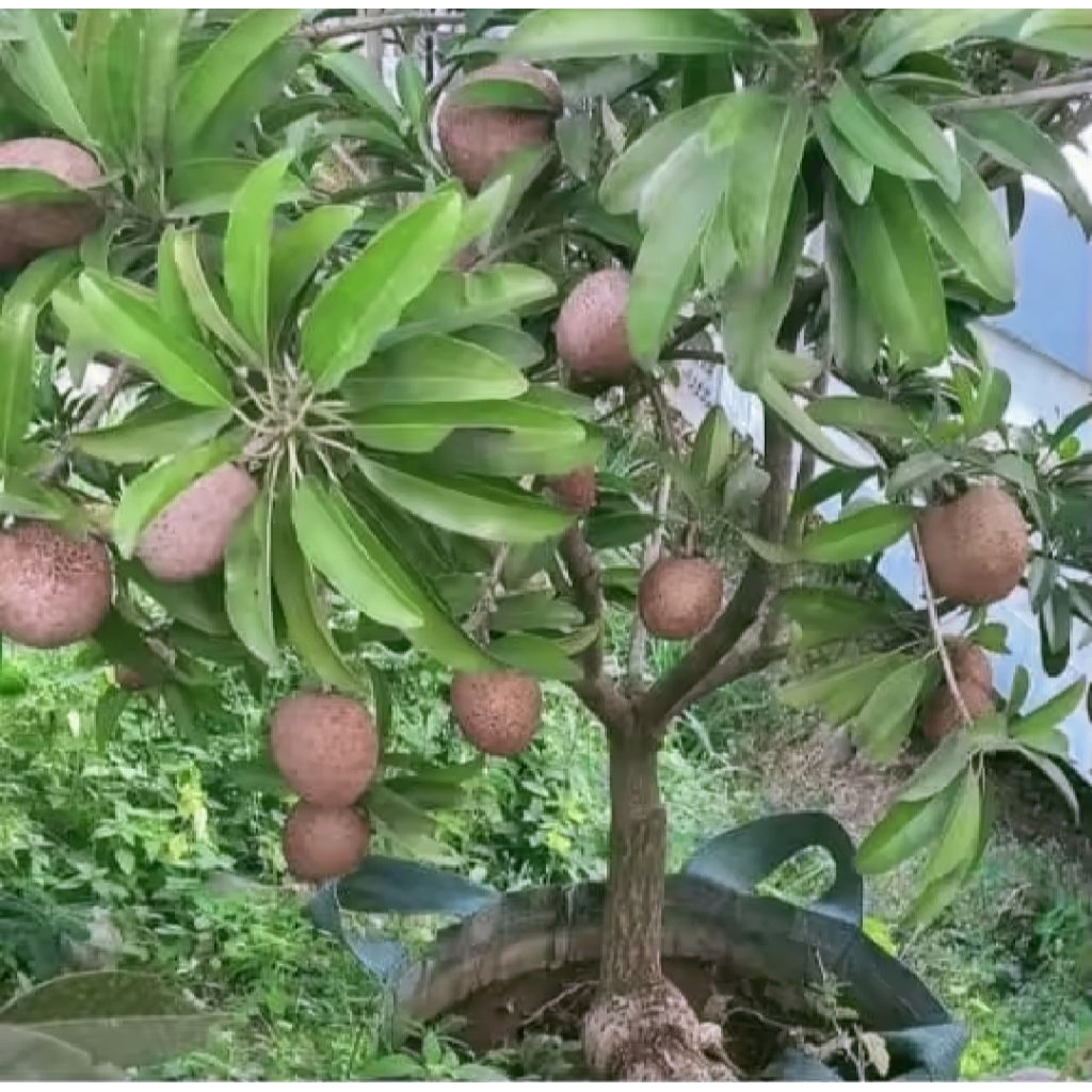 bibit sawo jumbo sudah berbuah