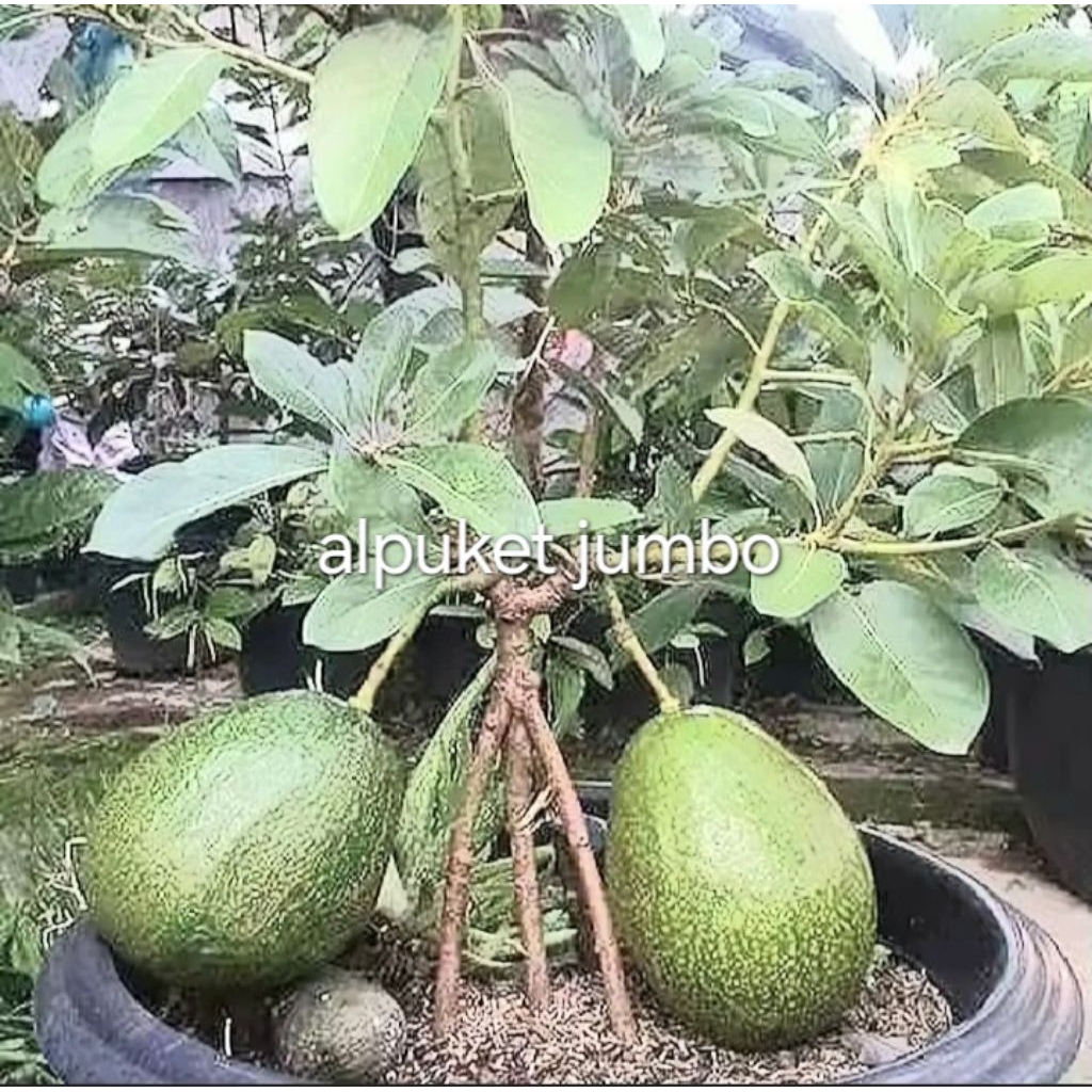 

buah.alpuket.mentega.super