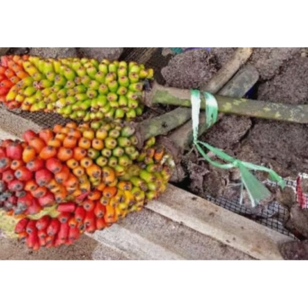 

[Fresh] BIBIT PORANG 100 BIJI BIBIT BUNGA PORANG SEPORA PORANG