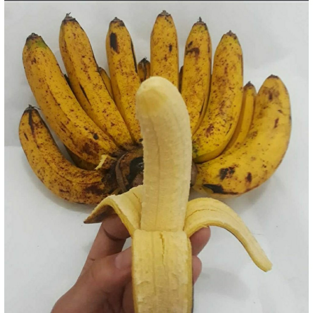 

Pisang Barangan Asli 1 sisir l Jbp_Fresh