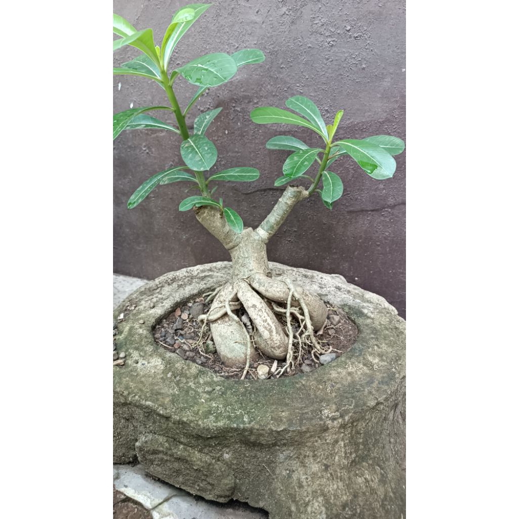 bonsai kamboja