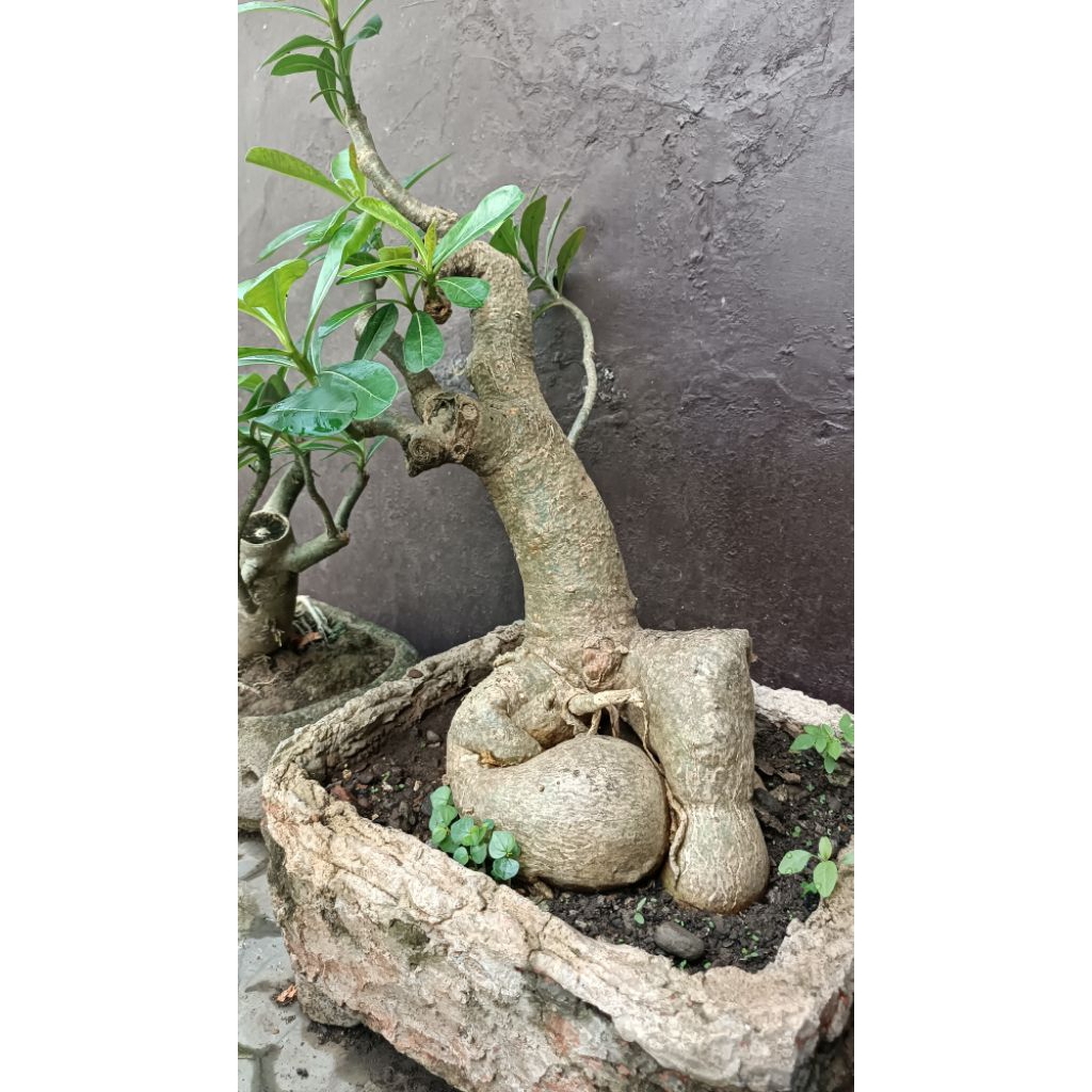 bonsai kamboja