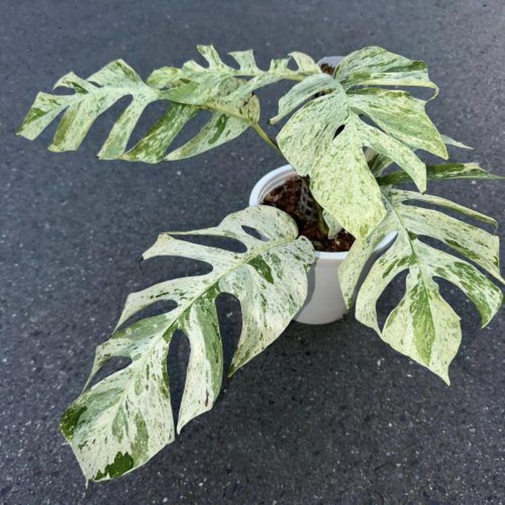 epipremnum hanoman sp. Bali