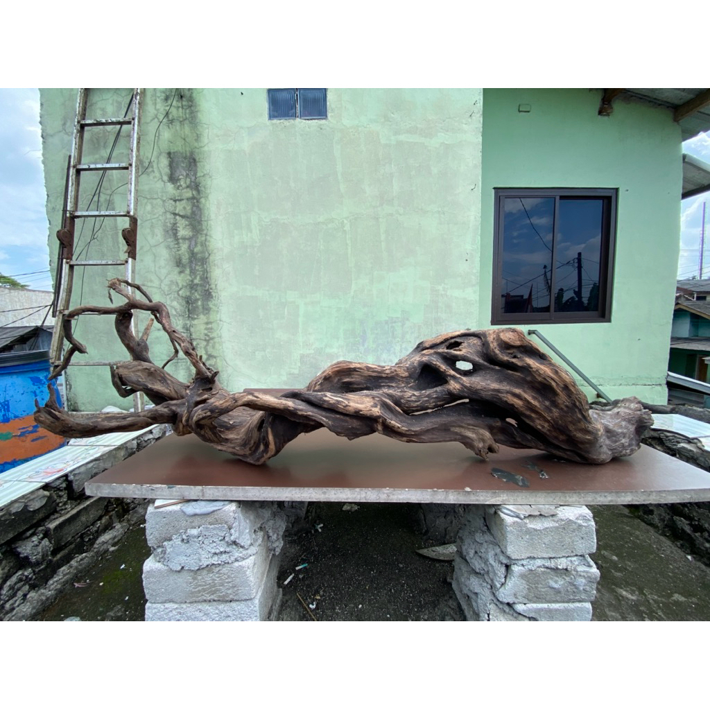 kayu santigi laut