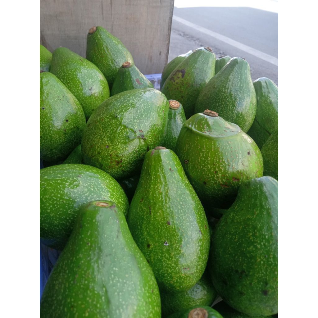 

ALPUKAT Mentega Bogor UK 4,5,6 1kg