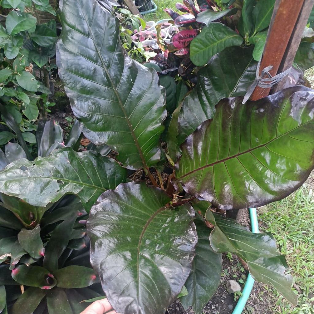 Anturium hokeri black