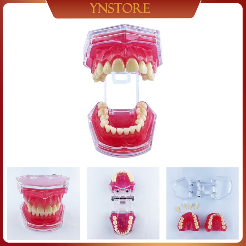 Dental Model Study Studi Gigi Lepasan Phantom Pantum Gigi Lepas Rubber Model Gigi