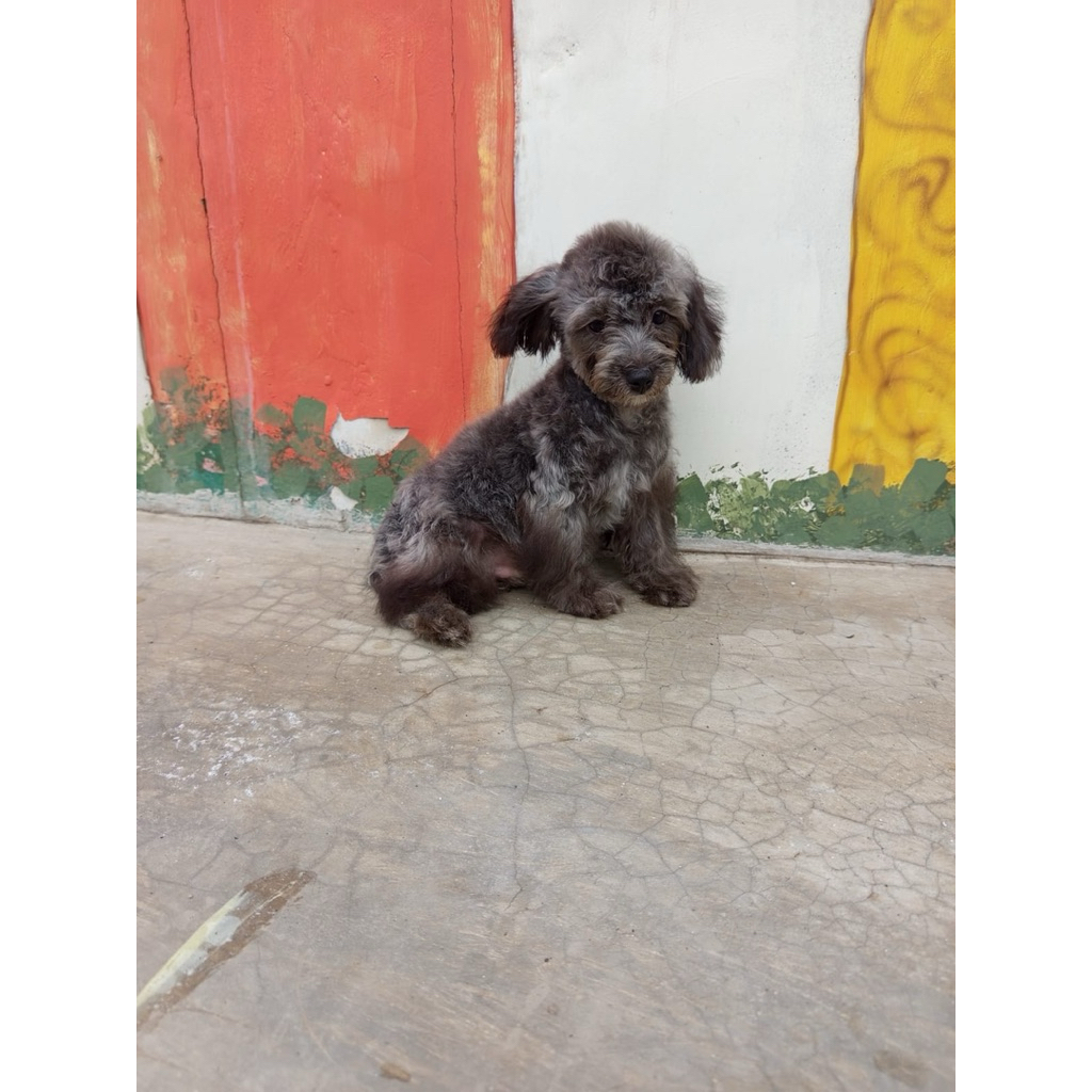 Poodle Silver Jantan