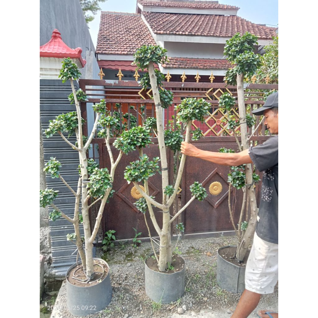 Tanaman bonsai dolar mikro mangkok tinggi 1,5-2M