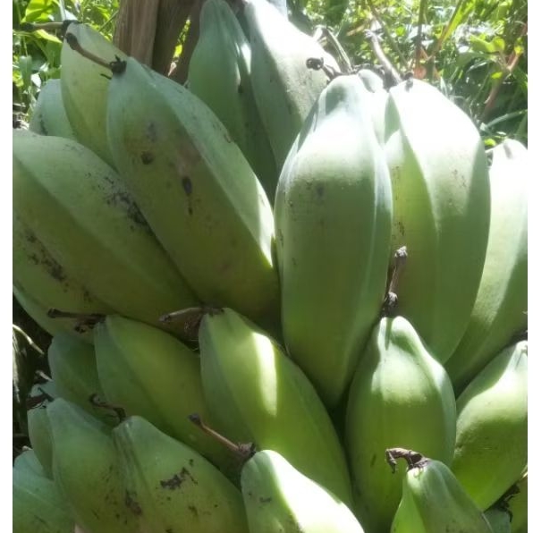 

Pisang batu/kluthuk segar 1kg
