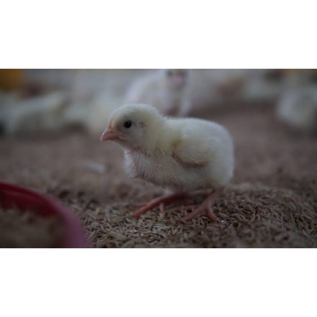 DOC AYAM BROILER SUPER GRADE 1