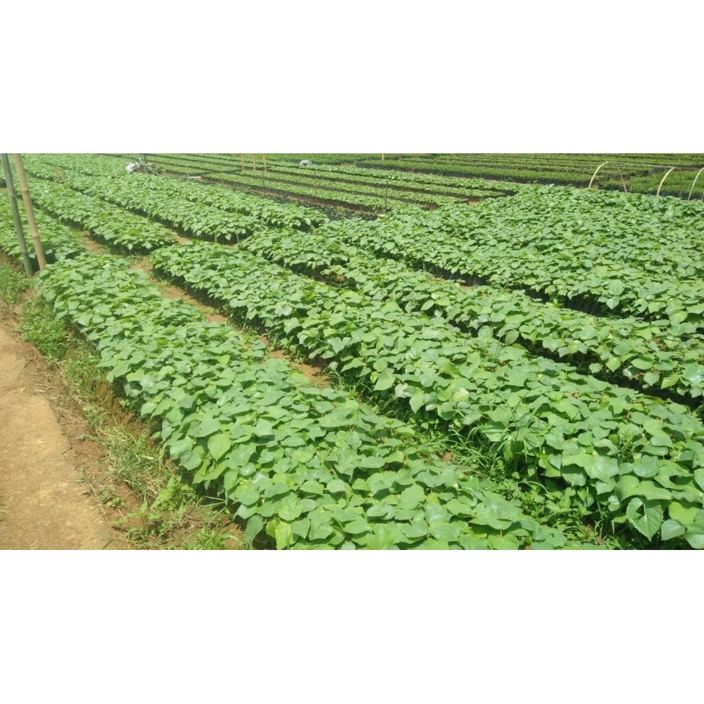 bibit kayu balsa kualitas super