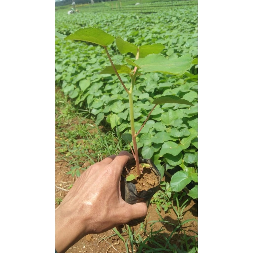 bibit kayu balsa kualitas super terbaik terlaris