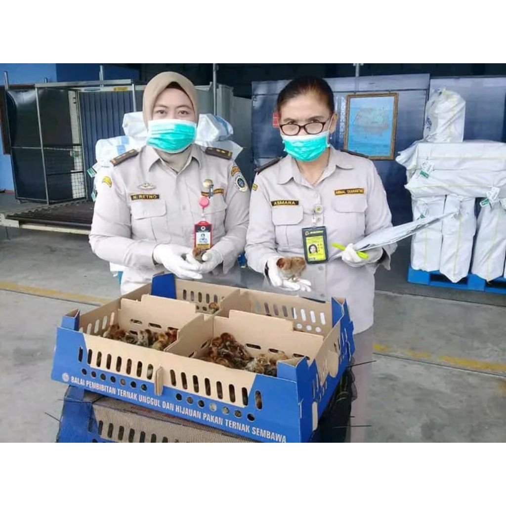 DOC AYAM ARAB PETELUR SUPER BETINA