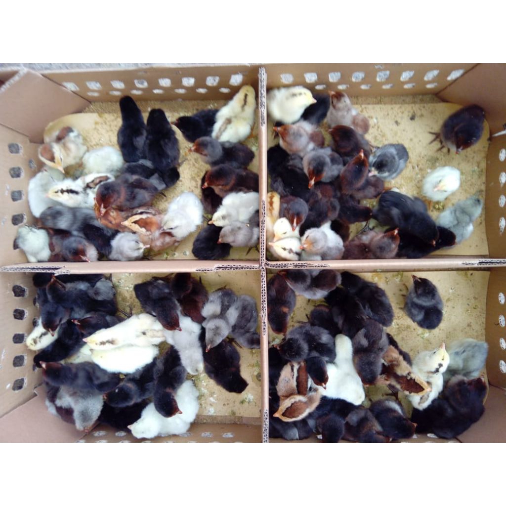 DOC AYAM AKA KAMPUNG ASLI