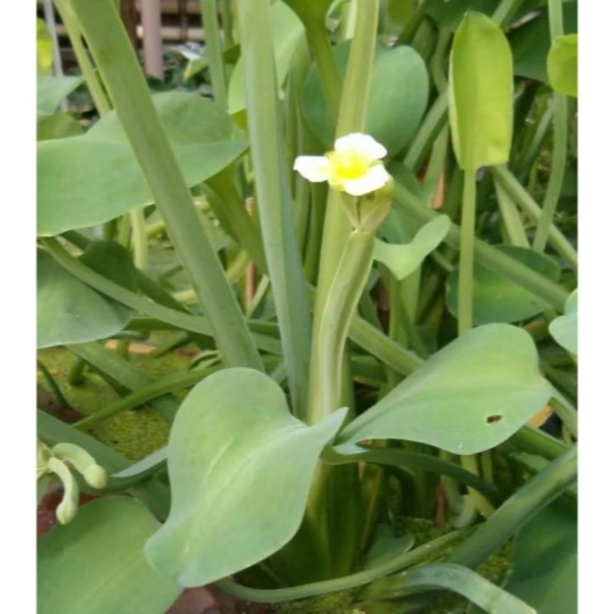 

Sayur genjer/gendot 500gr