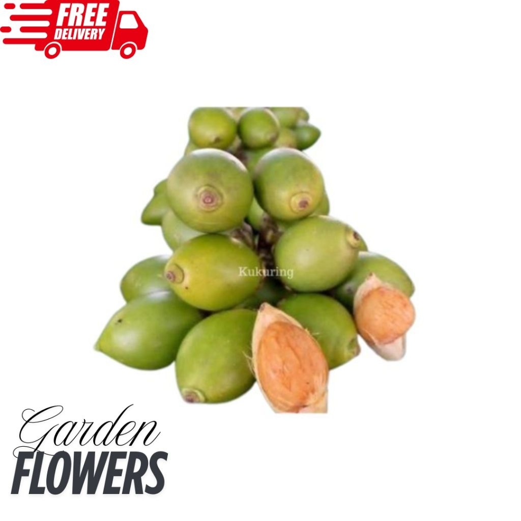 

STAMINA HERBAL BUAH PINANG MUDA TERMURAH 1KG