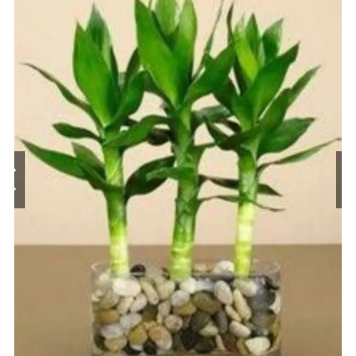 BAMBU HOKI LANGKA IMPORT