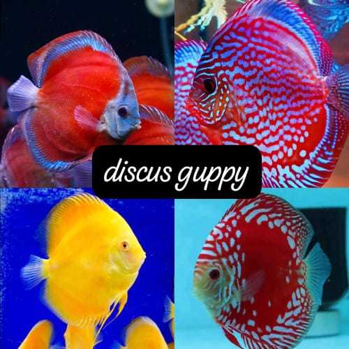 discus untuk hiasan aquarium size 4inch random riquest