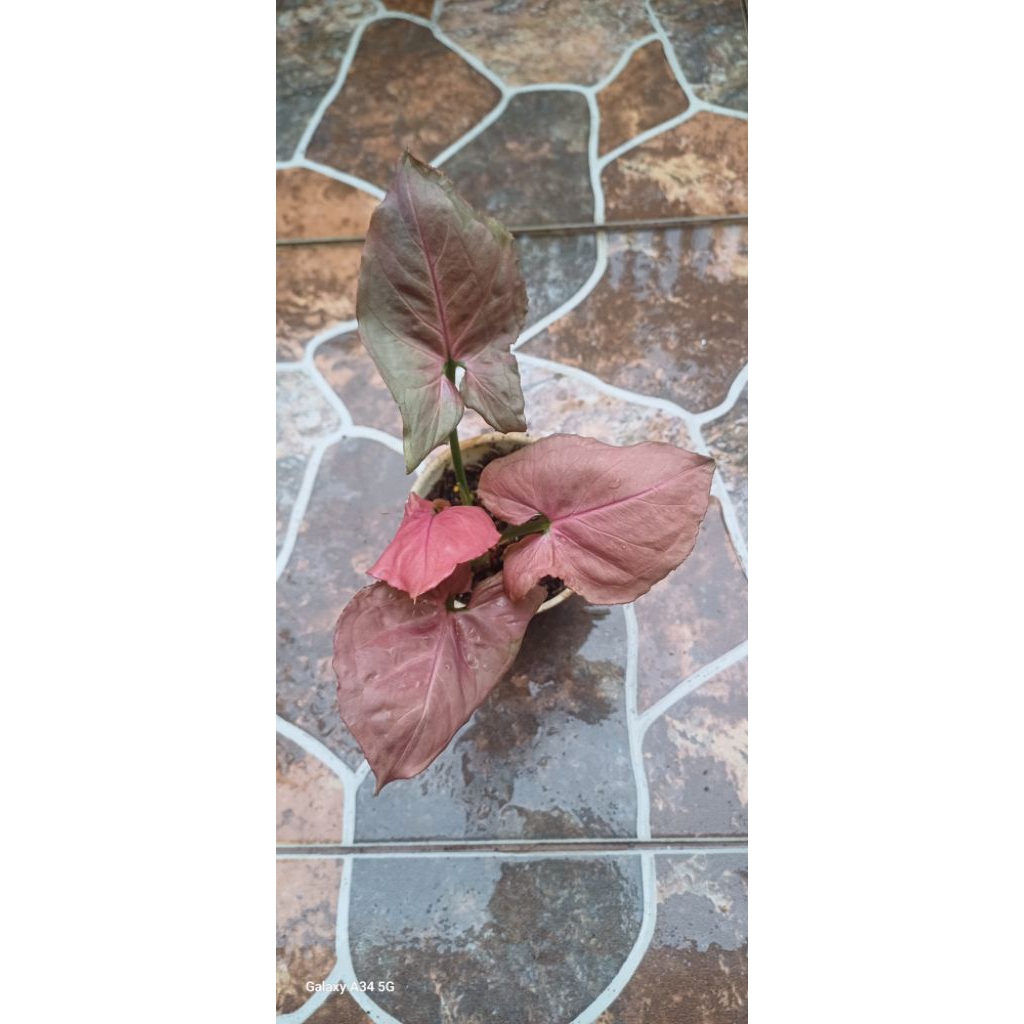 Syngonium Pink Perfection