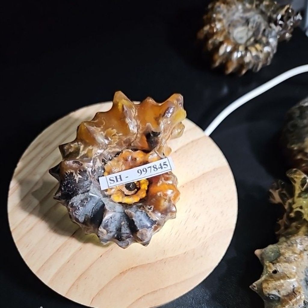 Ammonite Madagascar Rough HQ Asli