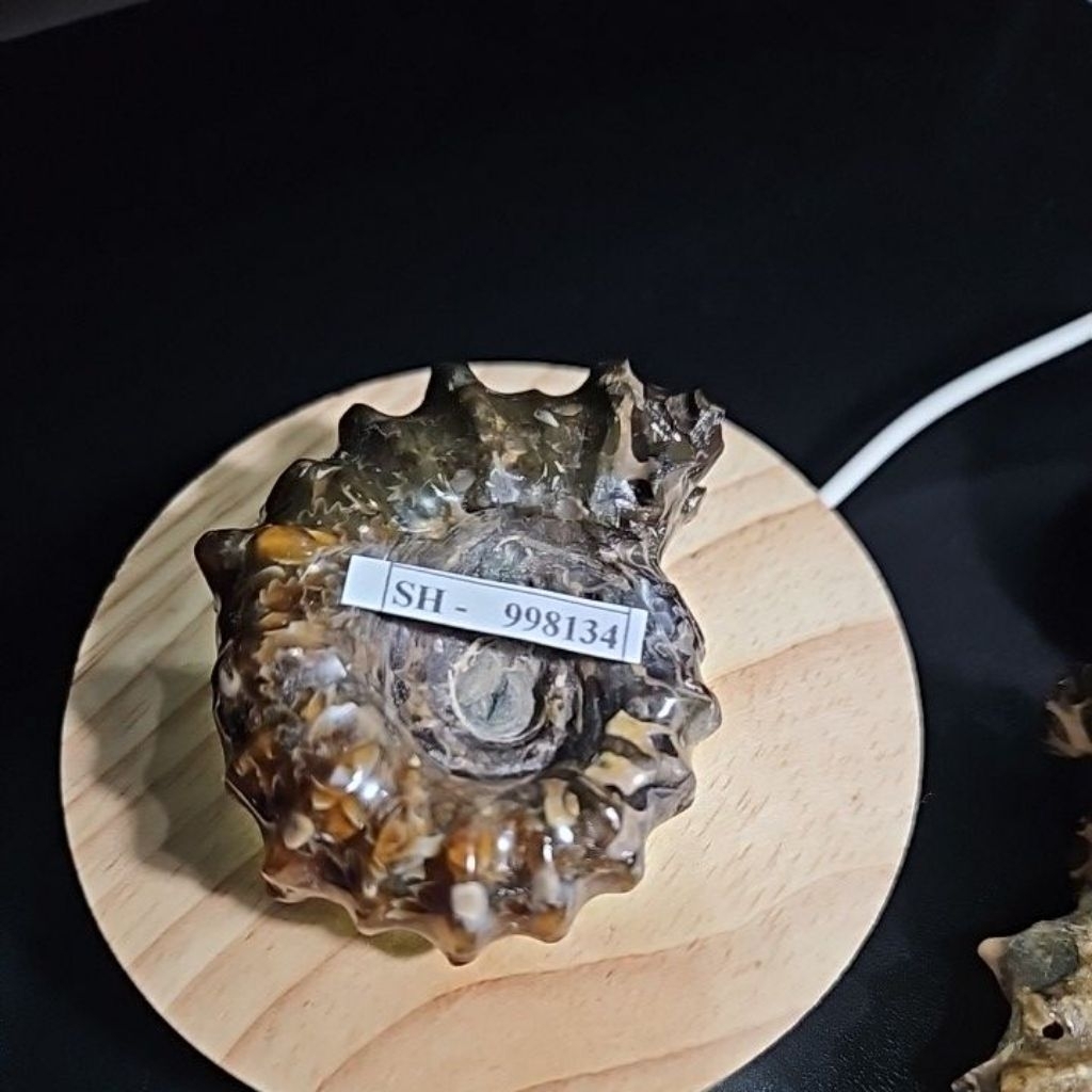 Ammonite Madagascar Rough HQ Asli