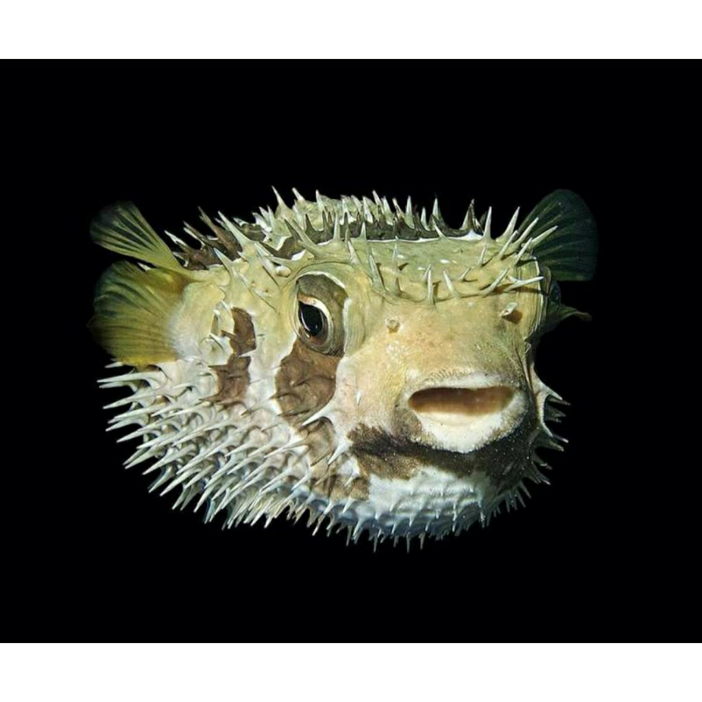 

IKAN HIAS LAUT BUNTAL DURIAN/ DURI