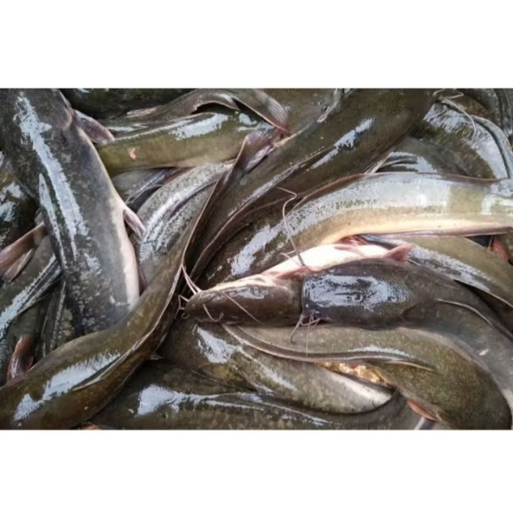 

ikan lele fresh 500gr