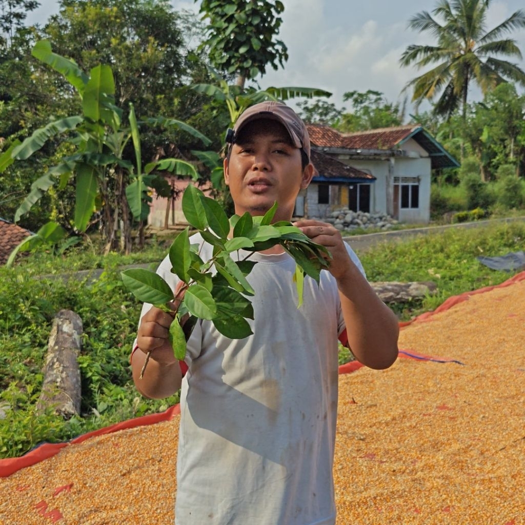 

Daun Salam Segar Pilihan - Bumbu Dapur Aromatik & Berkhasiat