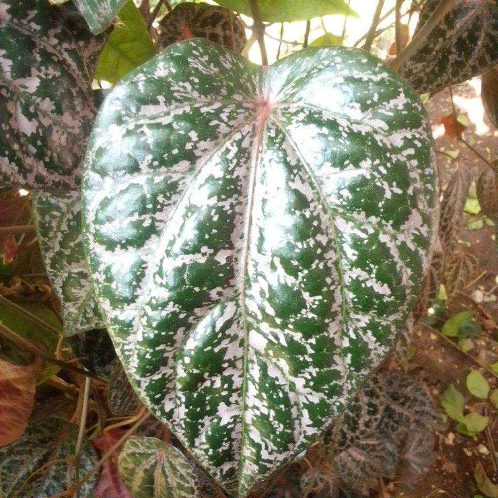 

Daun Sirih Fresh satuan