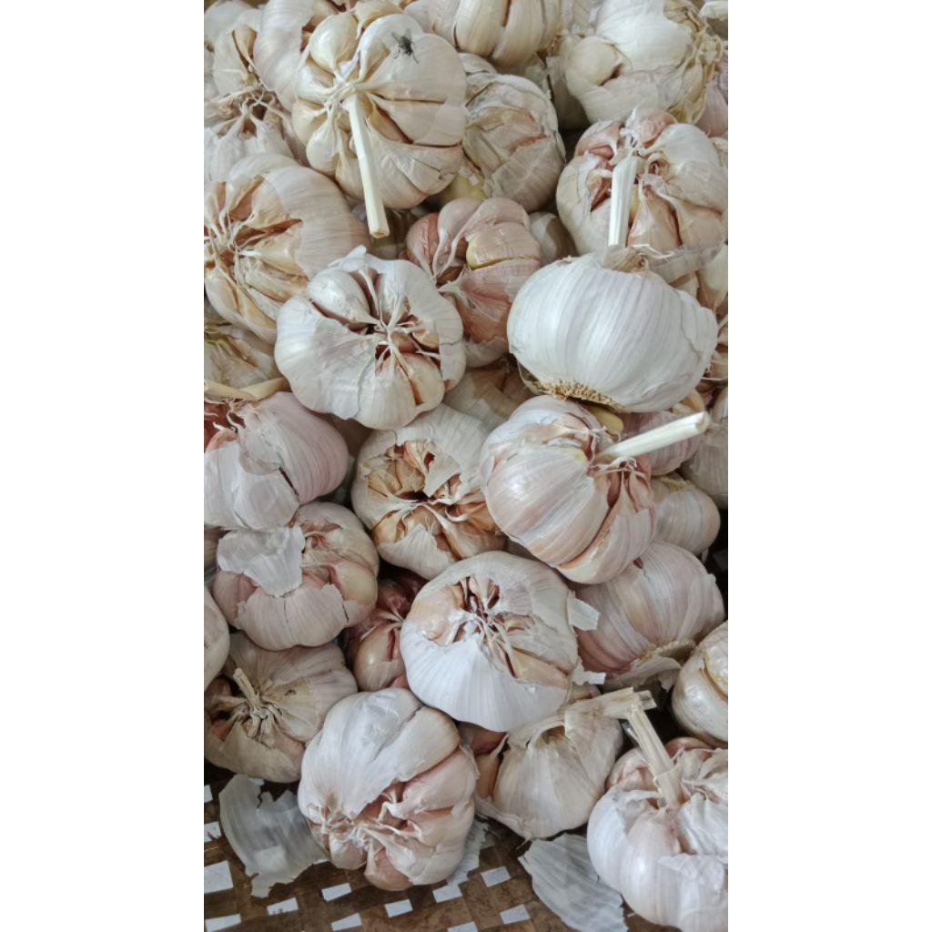 

bawang putih apel bagus dan berkualitas