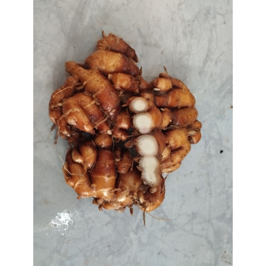

Kencur segar 5kg
