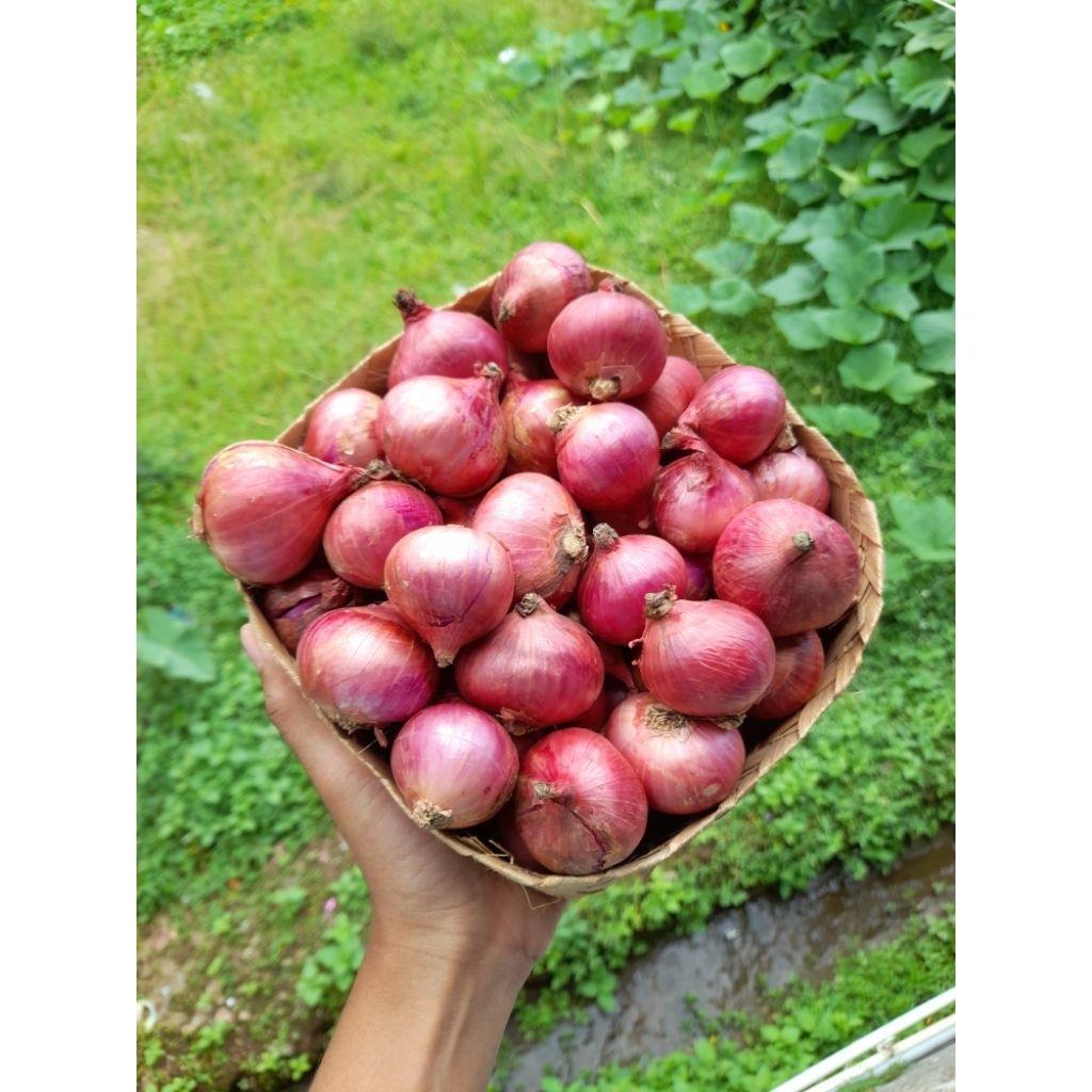 

500gr Bawang Merah Karet Temanggung Fresh ½kg