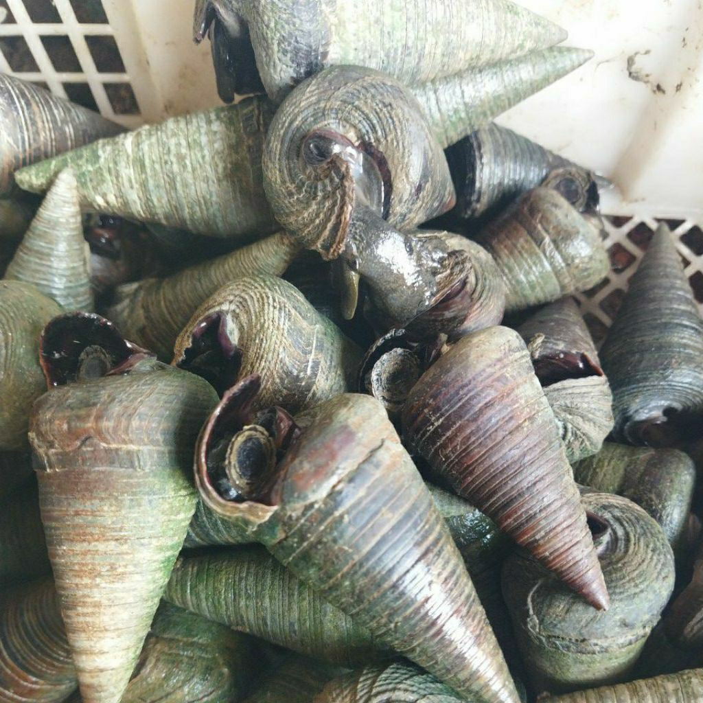 keong laut / siput laut
