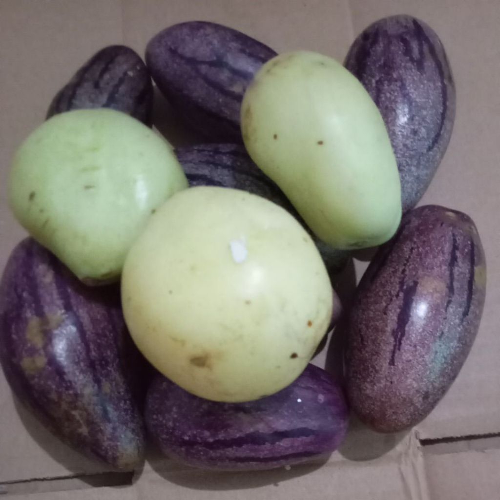 

Buah Pepino Papino petik segar