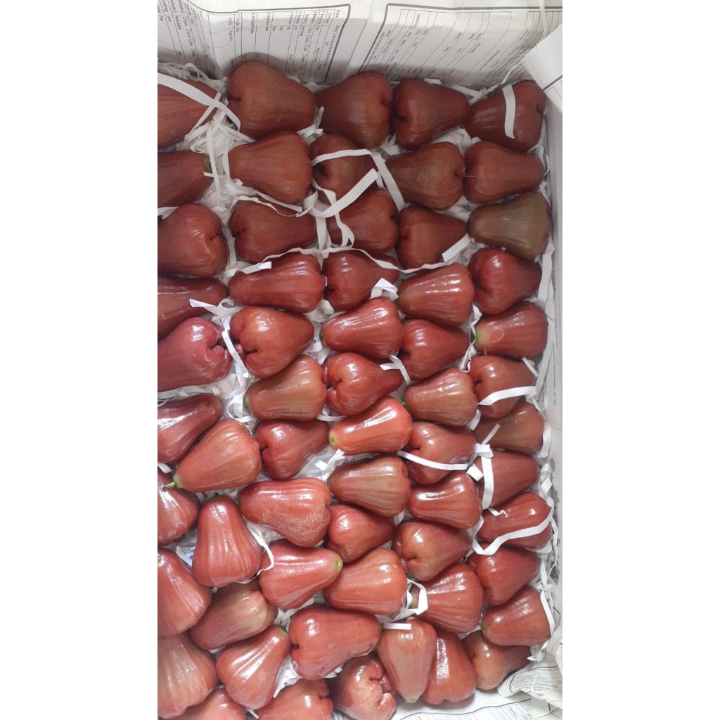 

Jambu Citra Super fresh