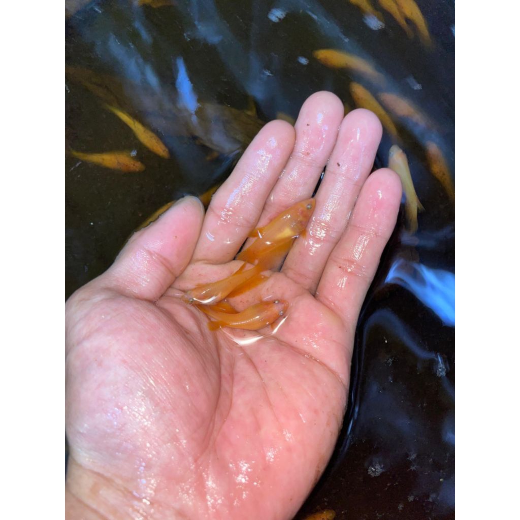 HIASAN AQUARIUM CUPANG BETINA SUPER RED