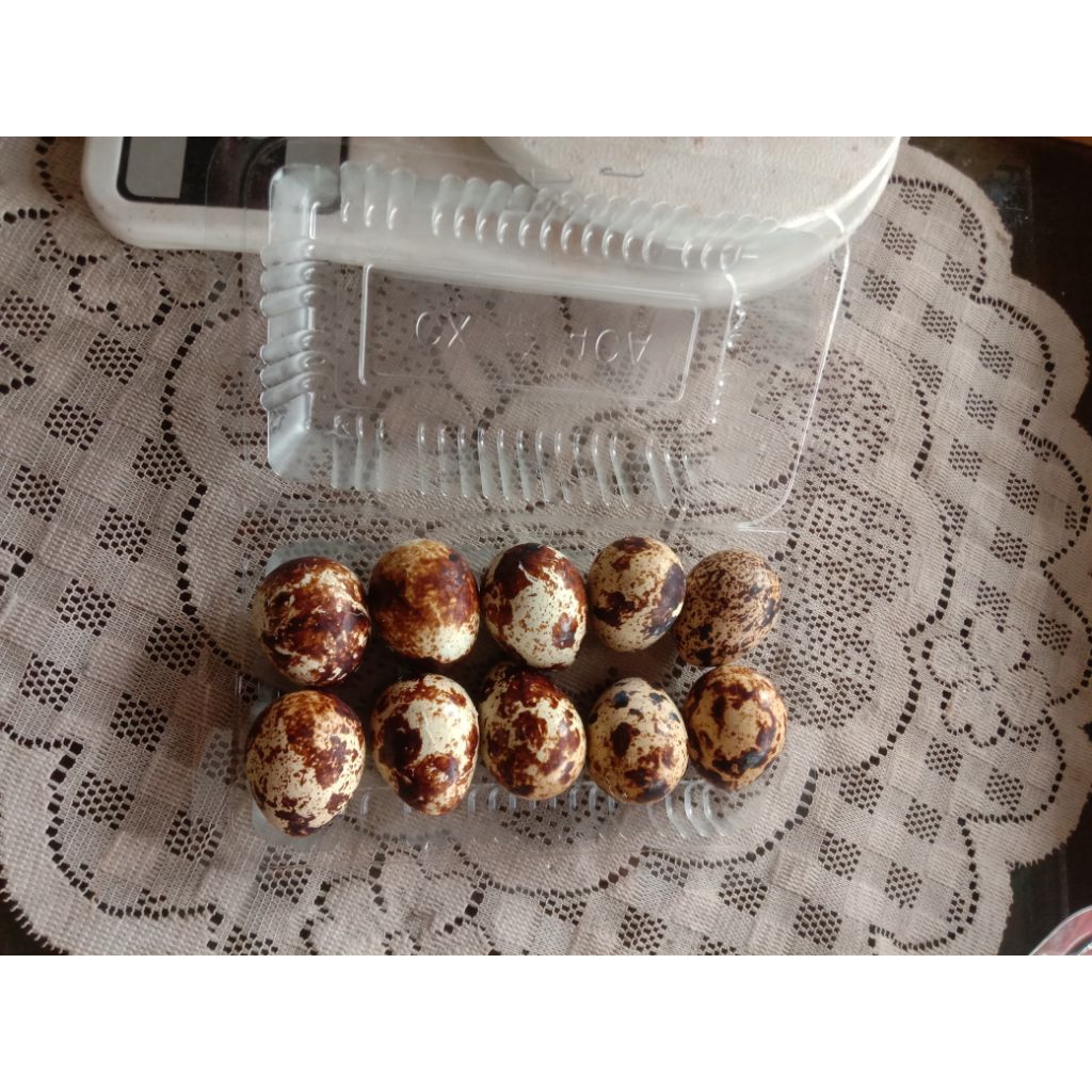 

Telur Puyuh Matang Murah Isi 10 Butir