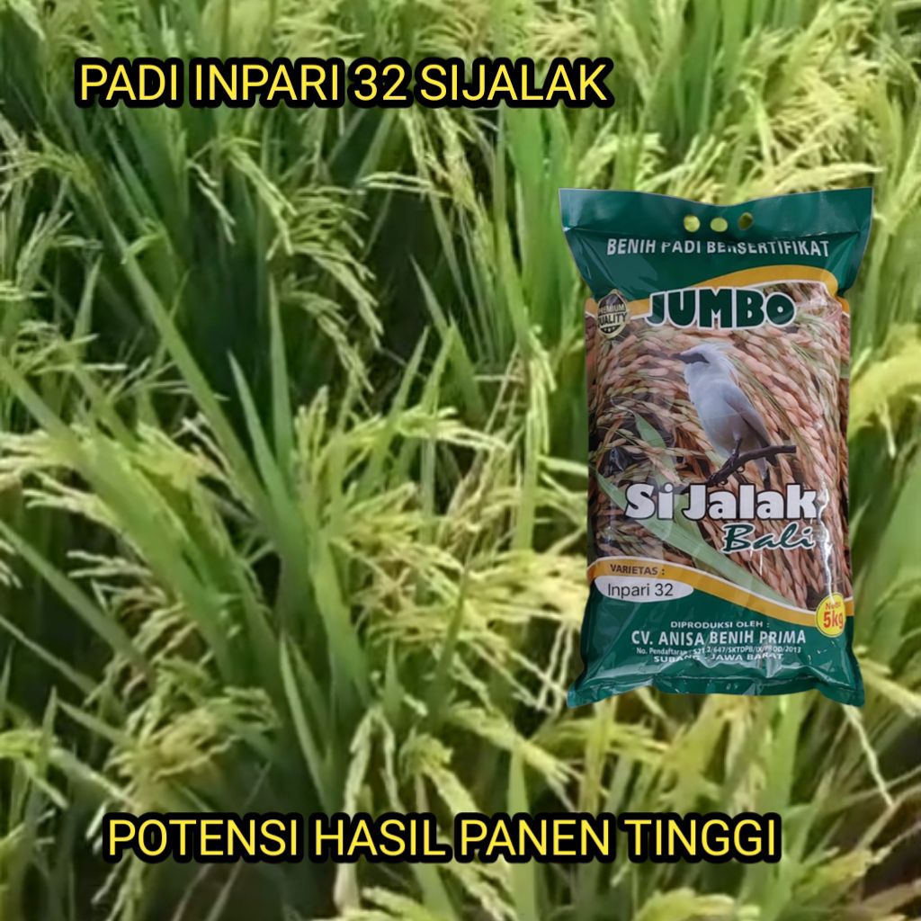 Benih Padi Inpari32 Jalak