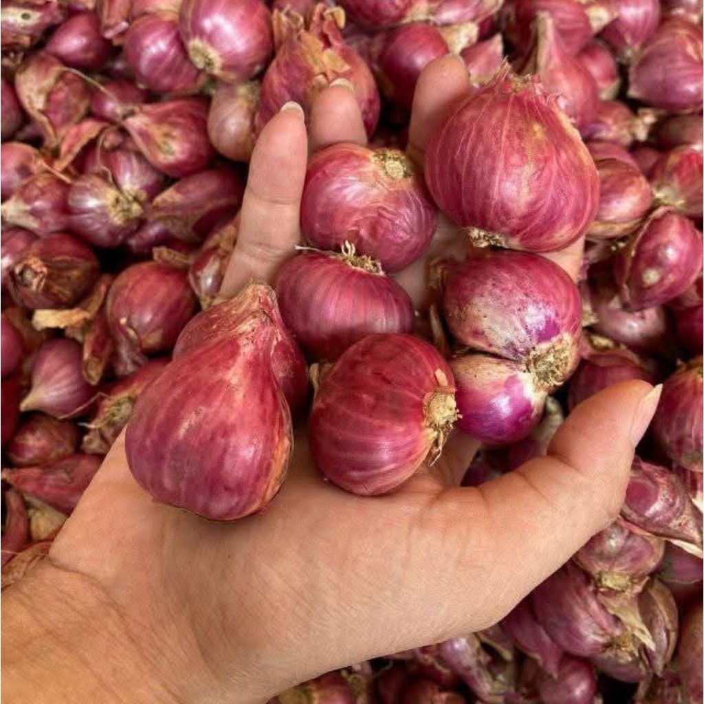 

Bawang Merah 1kg Brebes Bawang Merah Lokal Brebes
