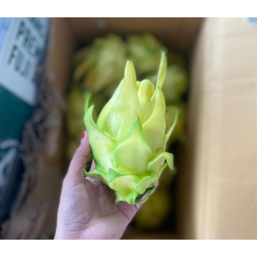 

BUAH NAGAB KUNING 1KG