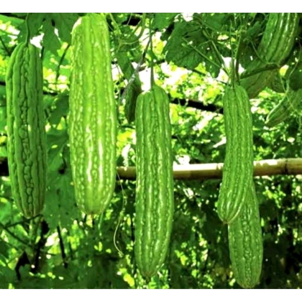 

Paria unggul sayuran Mantap 1kg