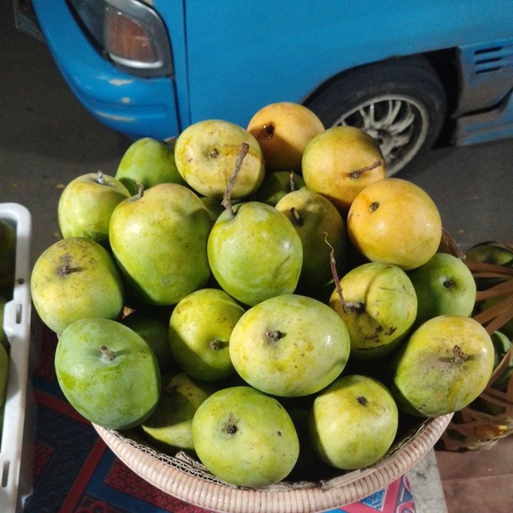 

MANGGA GEDONG GINCU, OLEH OLEH KHAS INDRAMAYU