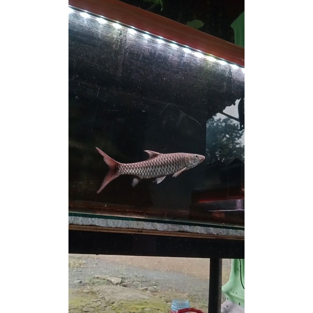 Masheer Tor putitora 22-23cm